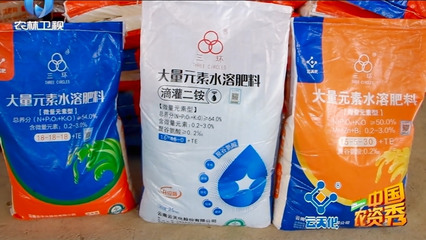 云天化種植牛人:啥樣水溶肥效果好,火龍果地頭看化水試驗(yàn)