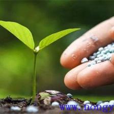 碳銨是什么肥的俗稱 碳銨肥料的特點和作用